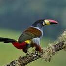 Toucan bleu
