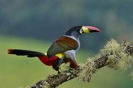 Grey-breasted Mountain Toucan