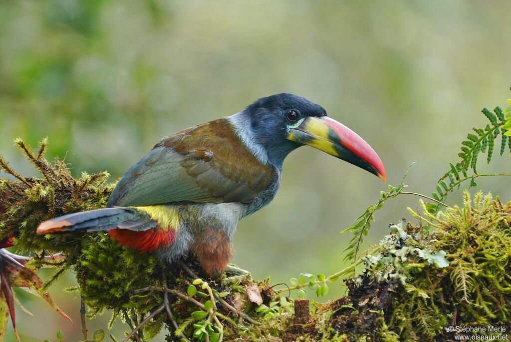 Toucan bleuadulte