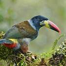 Toucan bleu