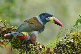 Grey-breasted Mountain Toucan