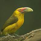 Toucan de Baillon