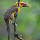 Toucan de Baillon