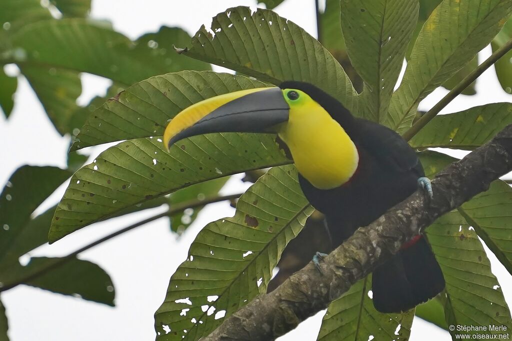 Toucan du Chocóadulte