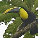 Toucan du Chocó