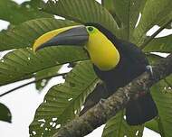 Toucan du Chocó