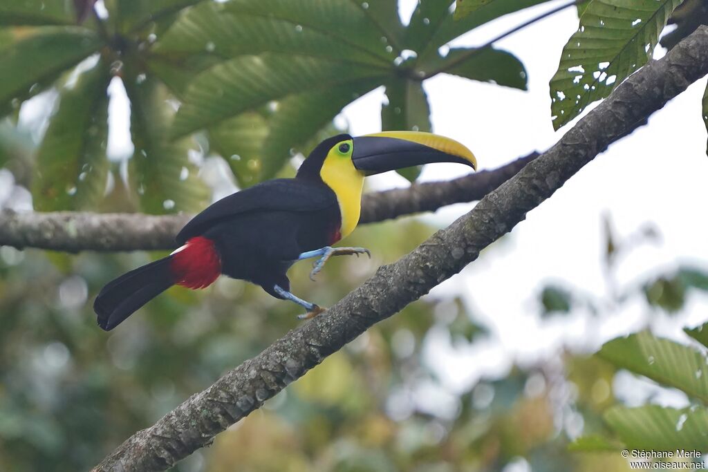 Choco Toucanadult