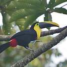 Toucan du Chocó