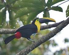 Toucan du Chocó