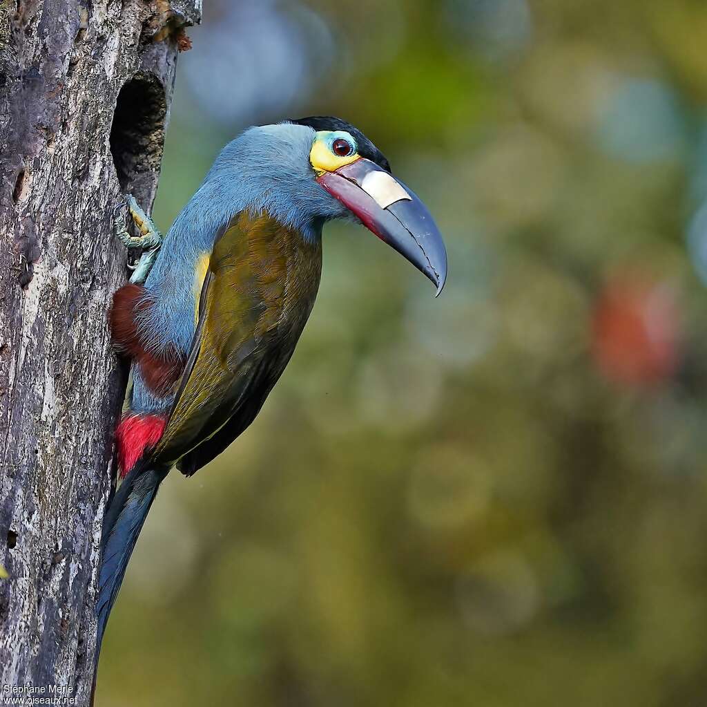 Plate-billed Mountain Toucanadult, Reproduction-nesting