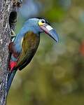 Toucan montagnard