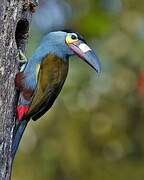 Plate-billed Mountain Toucan