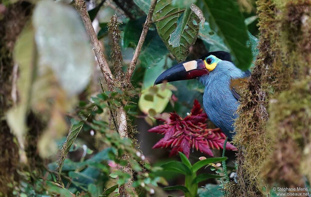 Toucan montagnardadulte