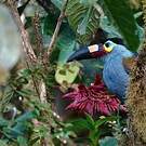 Toucan montagnard