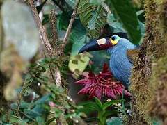 Plate-billed Mountain Toucan