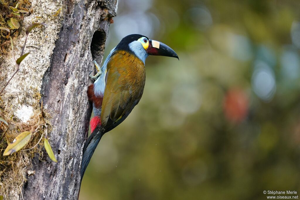 Toucan montagnard