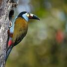 Toucan montagnard
