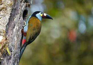 Toucan montagnard