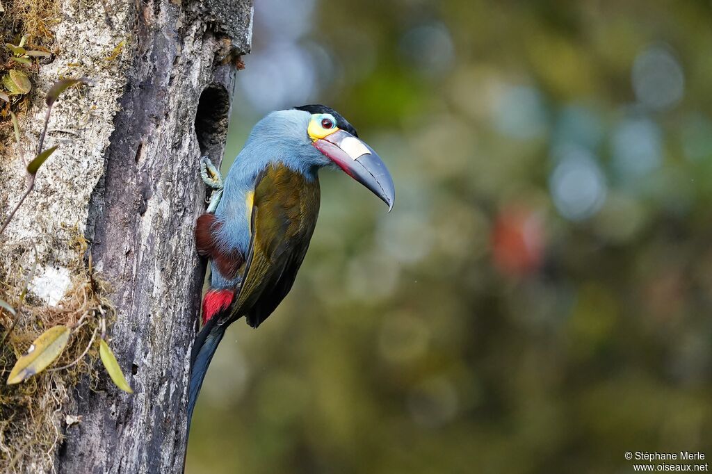 Toucan montagnardadulte