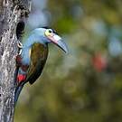 Toucan montagnard