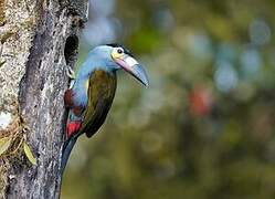 Plate-billed Mountain Toucan