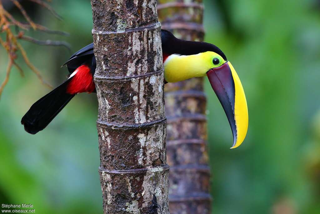 Toucan tocardadulte, pigmentation, Comportement