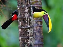 Yellow-throated Toucan