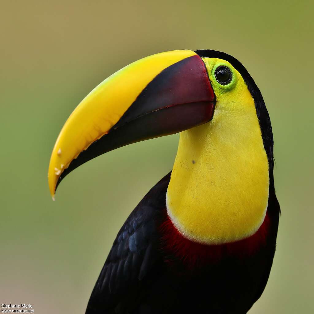 Toucan tocardadulte, portrait