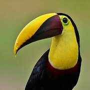 Yellow-throated Toucan