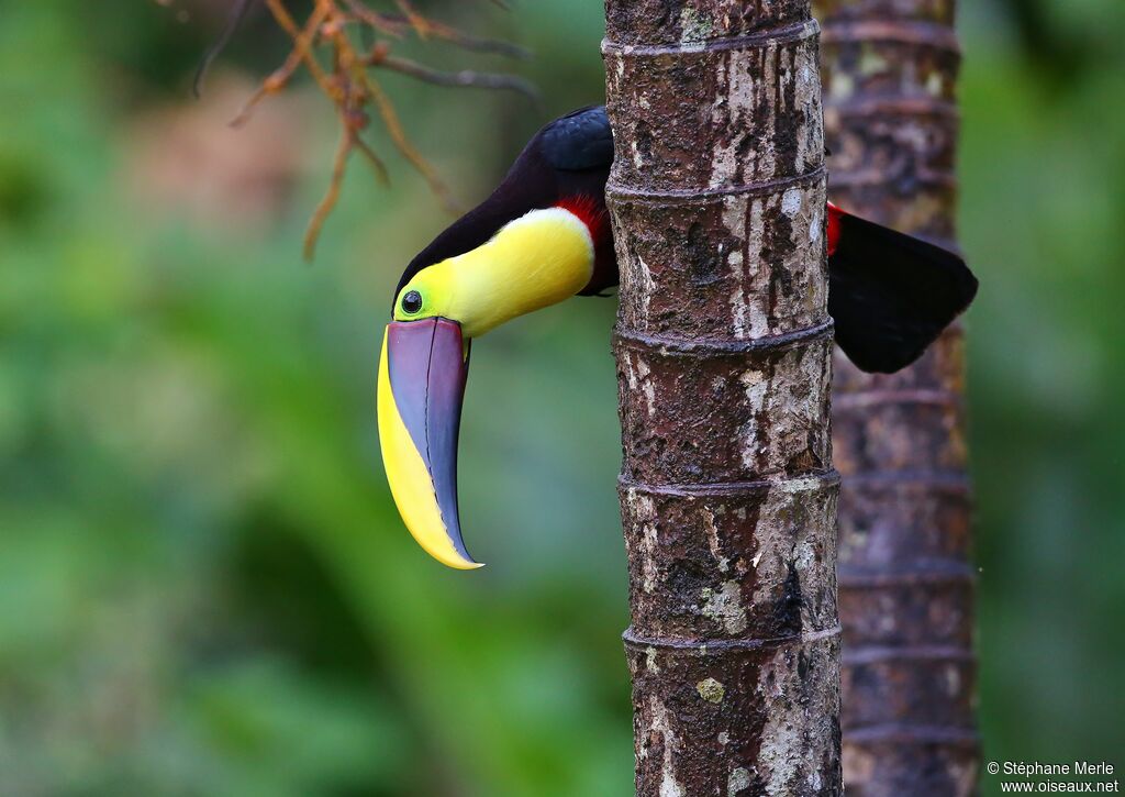 Yellow-throated Toucan