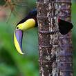 Toucan tocard