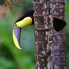 Toucan tocard