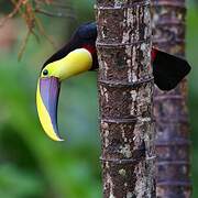 Yellow-throated Toucan