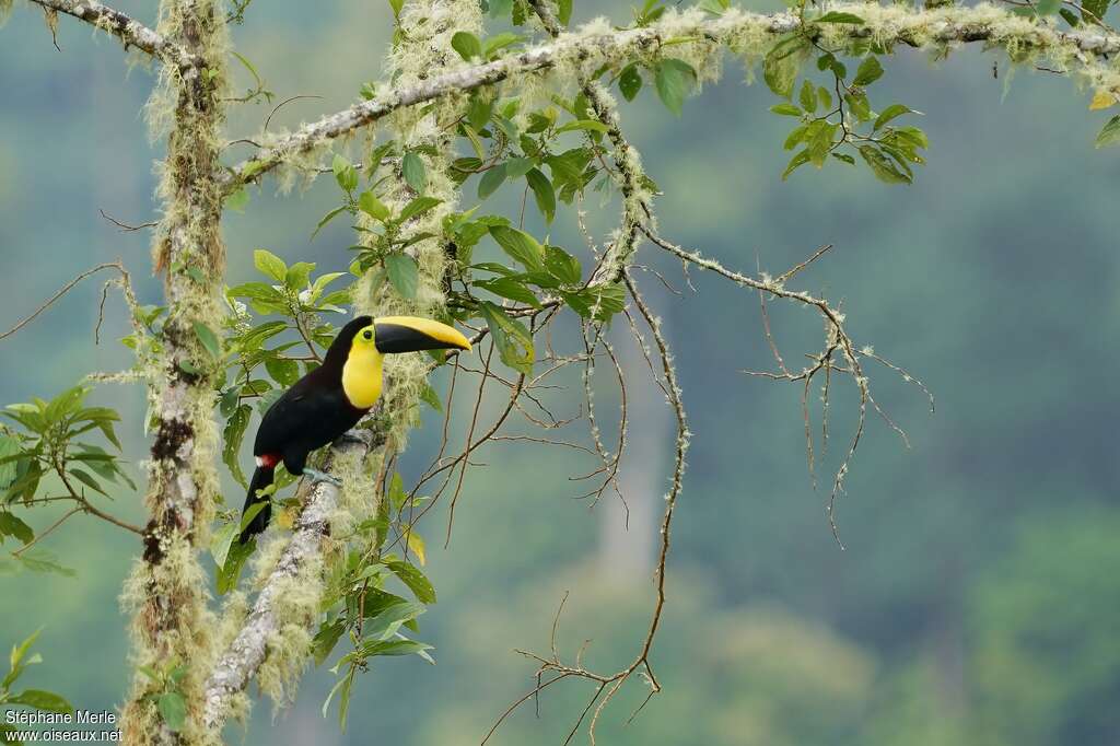 Yellow-throated Toucanadult, habitat