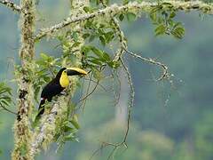 Yellow-throated Toucan