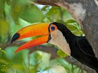 Toucan toco