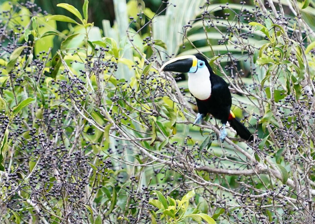 Toucan vitellinadulte