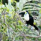 Toucan vitellin