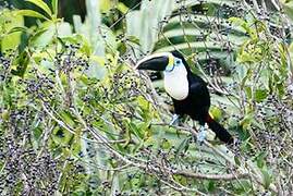 Channel-billed Toucan