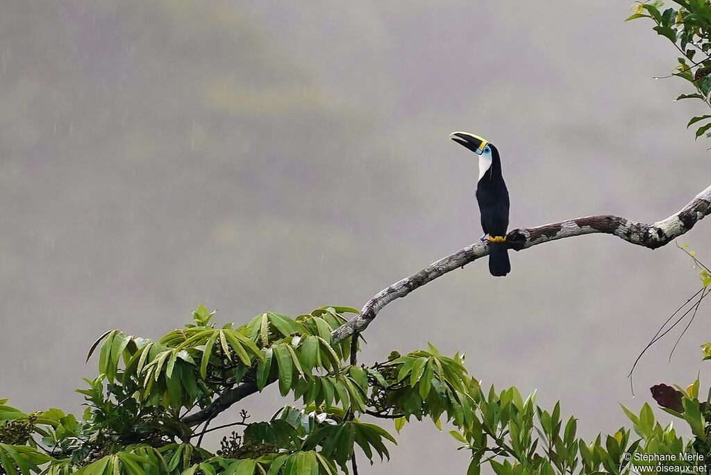 Channel-billed Toucanadult