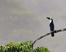 Channel-billed Toucan