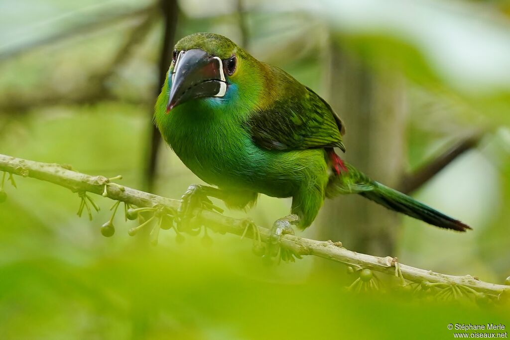 Toucanet à croupion rougeadulte