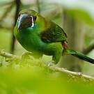 Toucanet à croupion rouge