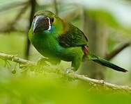 Toucanet à croupion rouge