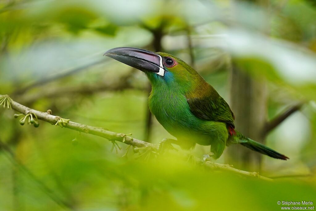 Toucanet à croupion rougeadulte