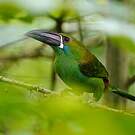 Toucanet à croupion rouge