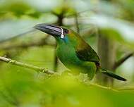 Toucanet à croupion rouge