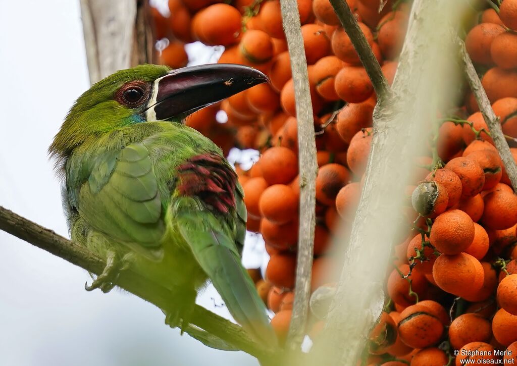 Crimson-rumped Toucanet