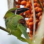 Toucanet à croupion rouge