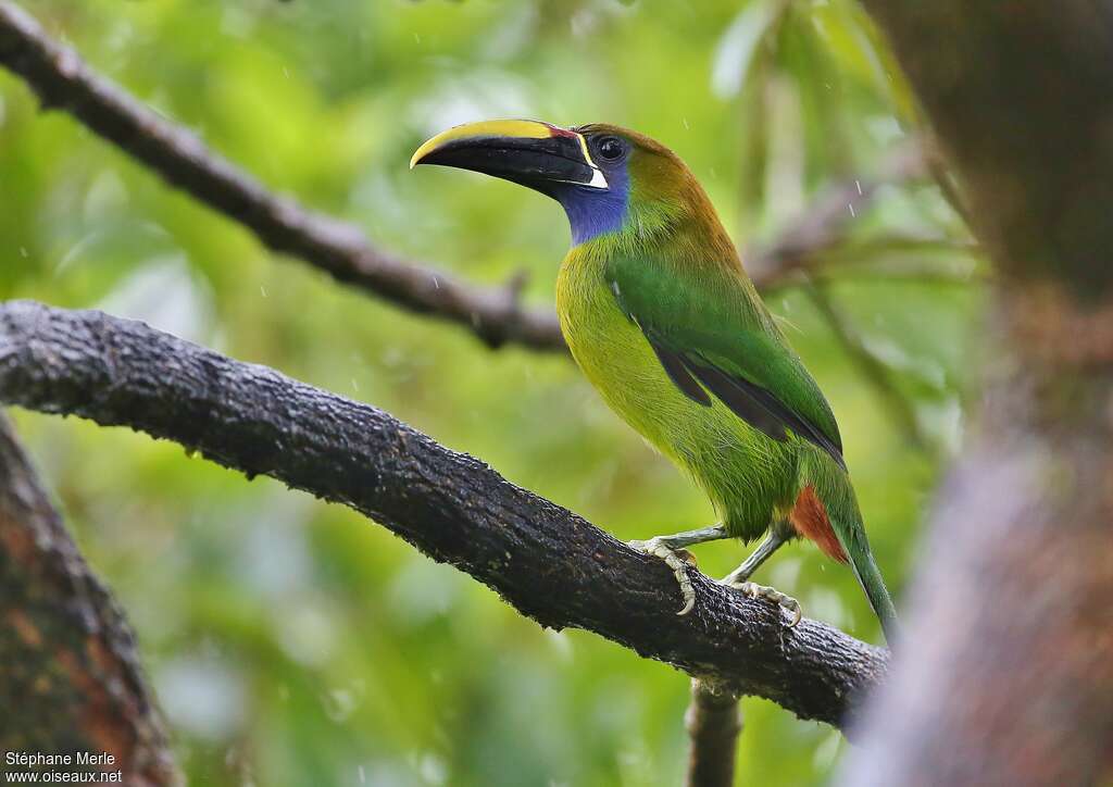 Blue-throated Toucanetadult, identification